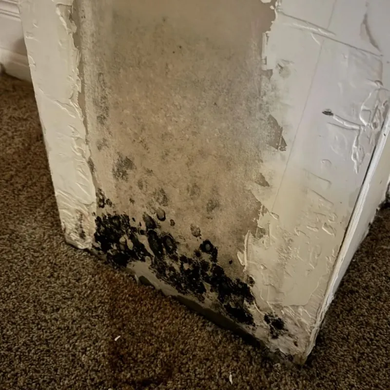 Professional Mold Removal in Laughlin Air Force Base, TX